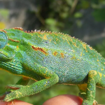 What Causes Colour Change in Chameleons