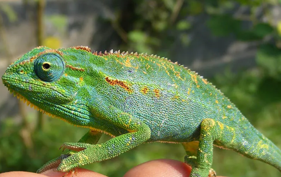 What Causes Colour Change in Chameleons