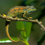 What You Didn’t Know About Chameleons