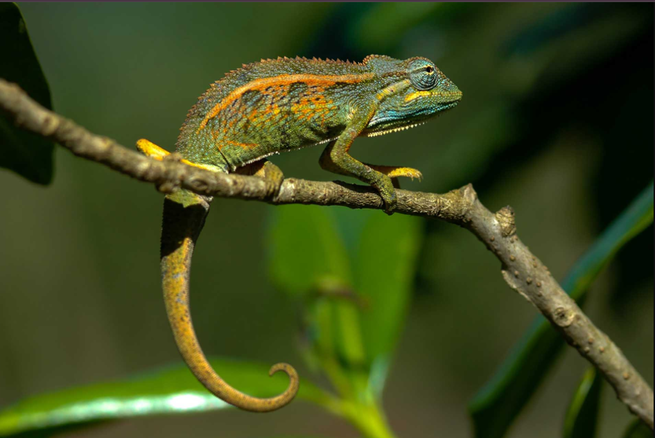 What You Didn’t Know About Chameleons