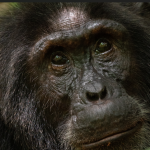 What to do in Kibale after chimpanzee habituation