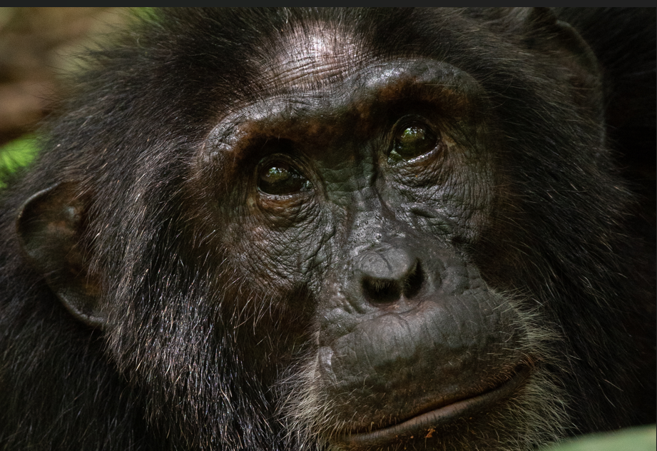 What to do in Kibale after chimpanzee habituation