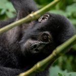 When to See Gorillas in Volcanoes National Park.