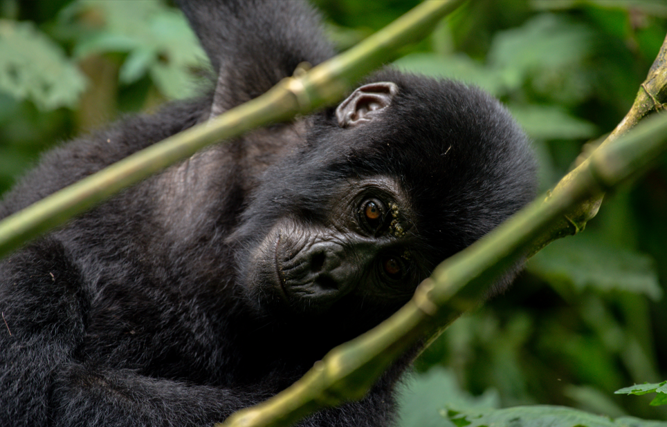When to See Gorillas in Volcanoes National Park.
