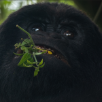 When to See Mountain Gorillas in Rwanda.