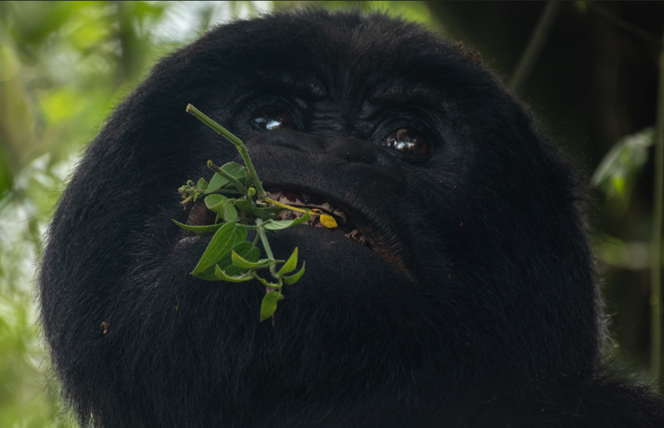 When to See Mountain Gorillas in Rwanda.