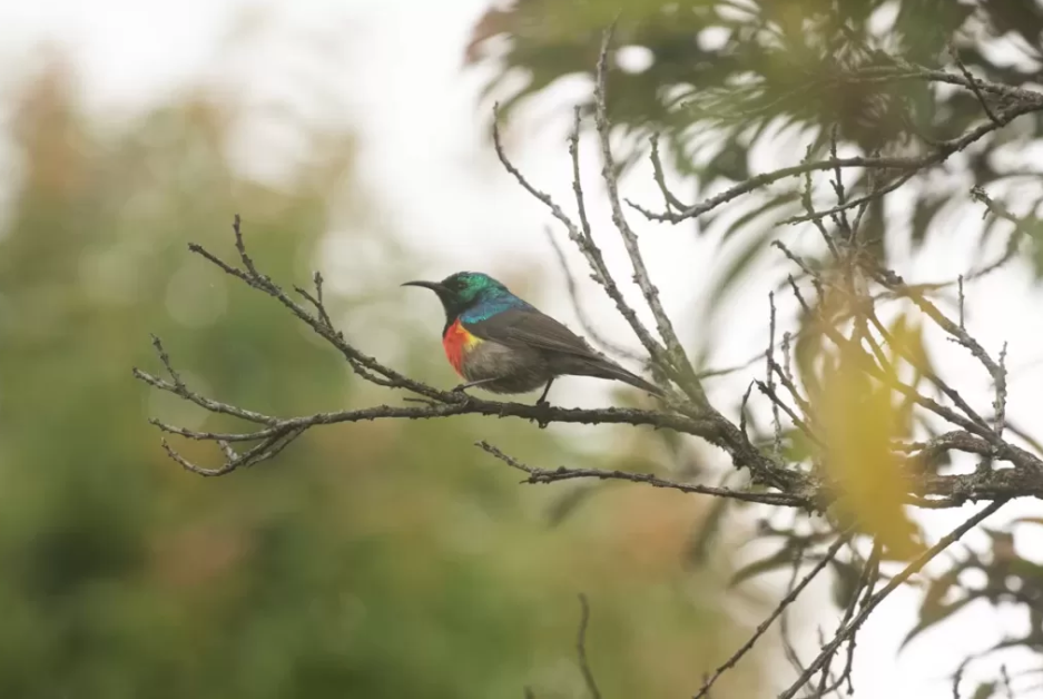 When to go for Birding in Volcanoes National Park.