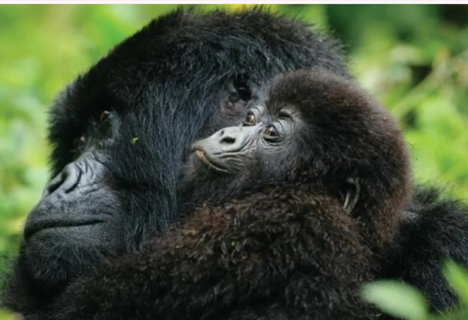 Where can I find Gorilla Families in Bwindi