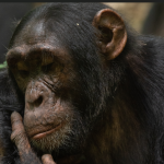 Why Kibale Standout from other Chimpanzee Destinations