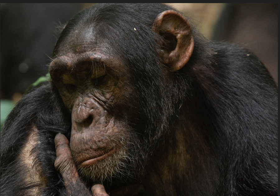 Why Kibale Standout from other Chimpanzee Destinations
