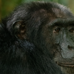 Why Low Season is the Best Time for Wildlife Viewing in Kibale