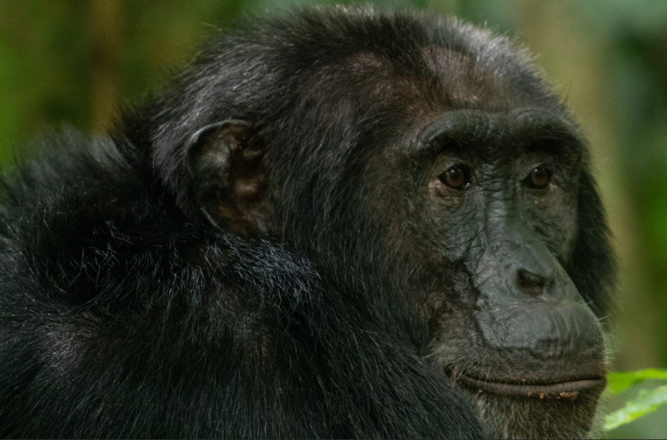 Why Low Season is the Best Time for Wildlife Viewing in Kibale