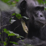 Why do Chimpanzees Drum on Tree Roots