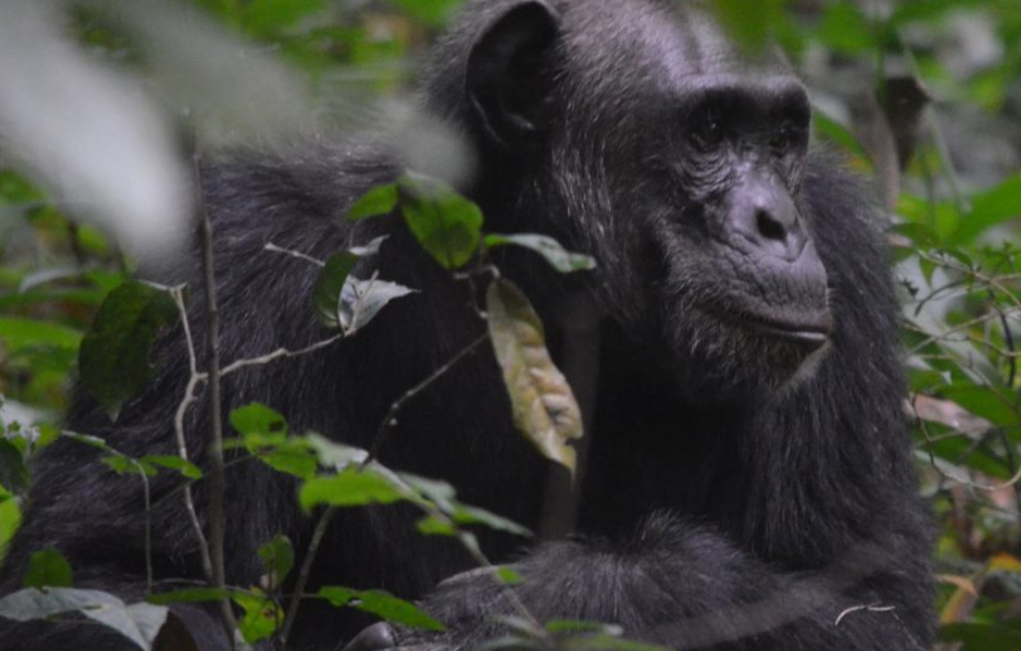 Why do Chimpanzees Drum on Tree Roots