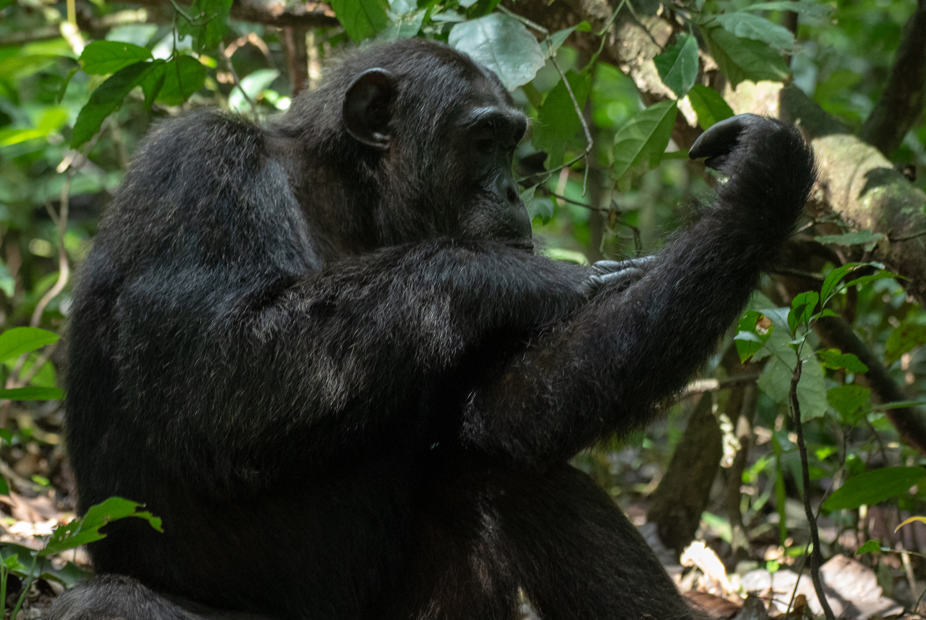 Why there is Need for Gorilla and Chimpanzee Census in Uganda