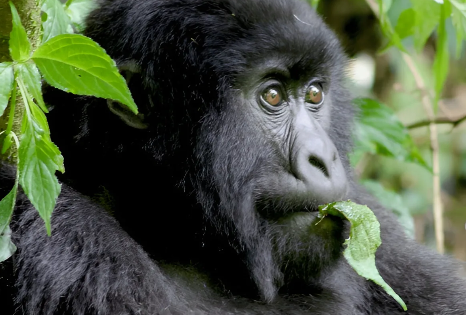 ow do I Get to Uganda’s Mountain Gorillas by Air
