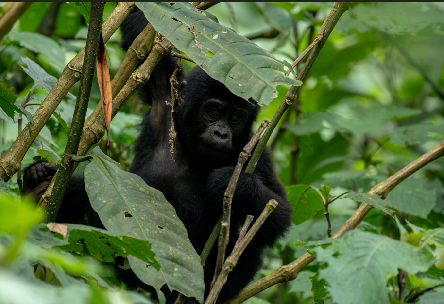 Gorilla Trekking in Volcanoes National Park, Rwanda
