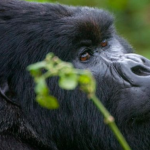 A Guide to Gorilla Trekking in Volcanoes National Park.