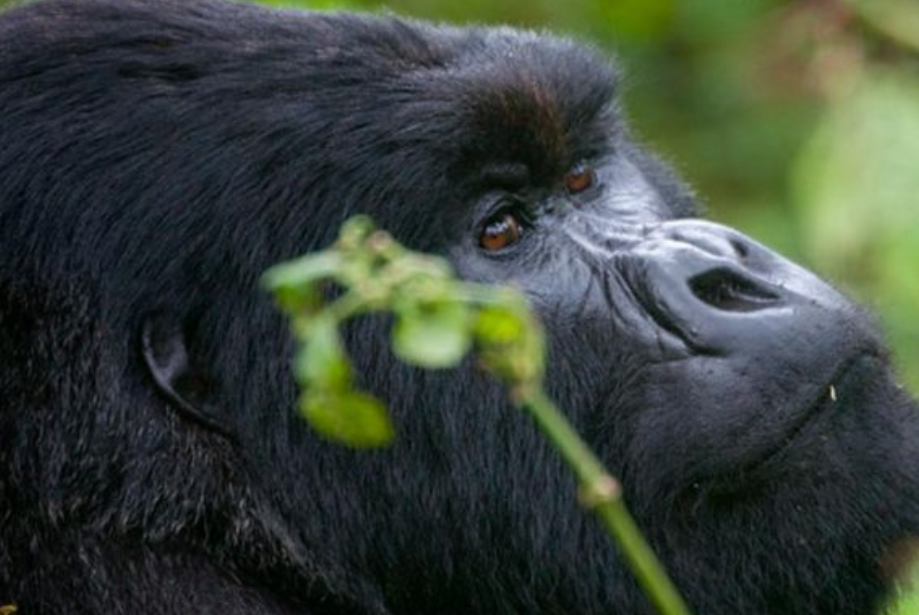 A Guide to Gorilla Trekking in Volcanoes National Park.