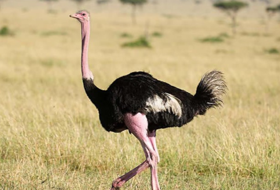 Amazing facts about Ostriches