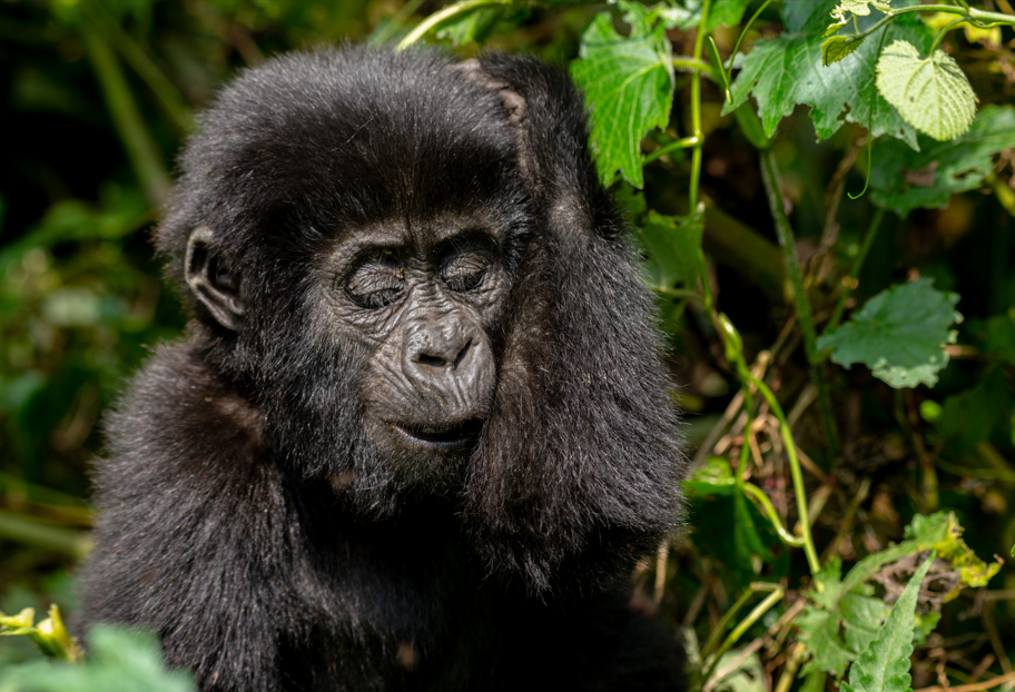 Best Group Safari Packages in Uganda
