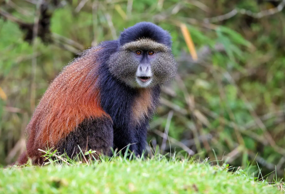 Best Time for a Safari in Volcanoes National Park.