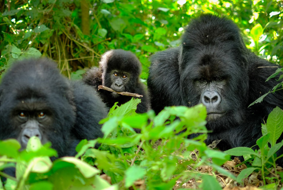 Best time to Visit Nkuringo of Bwindi for Gorilla Trekking