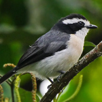 Birds Found in Kibale Forest National Park.