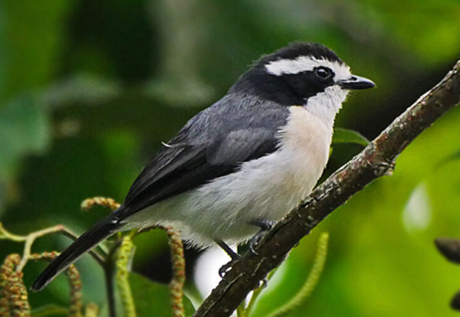 Birds Found in Kibale Forest National Park.