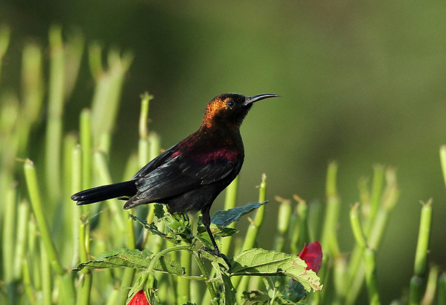 Birds to See in Kibale Forest National Park.