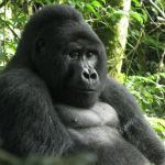 Budget Gorilla Tours in Rwanda.