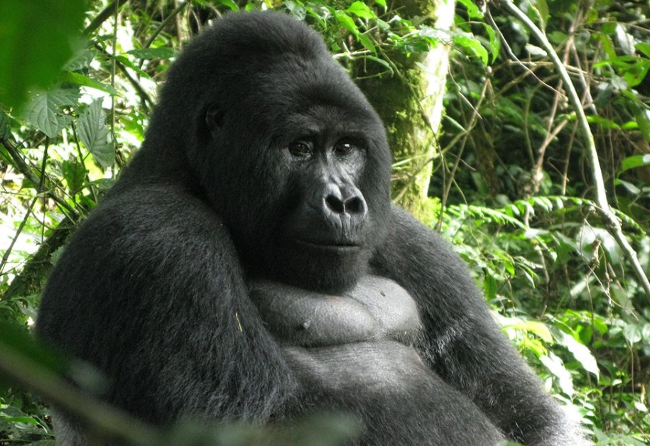 Budget Gorilla Tours in Rwanda.