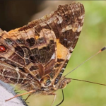 Butterfly watching in Semuliki National Park.