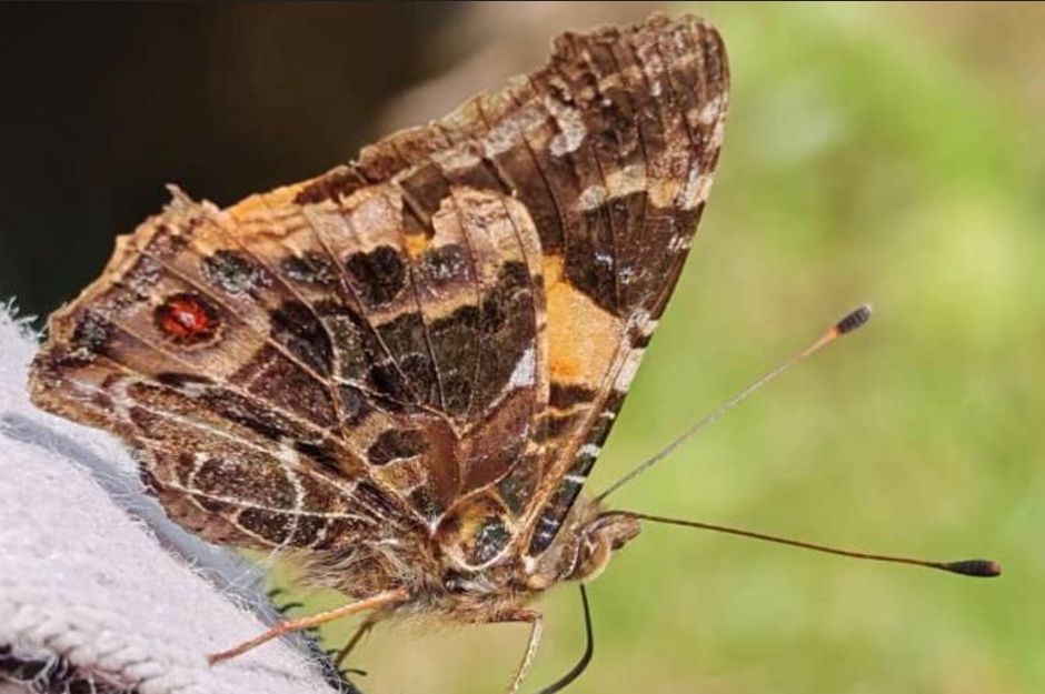 Butterfly watching in Semuliki National Park.