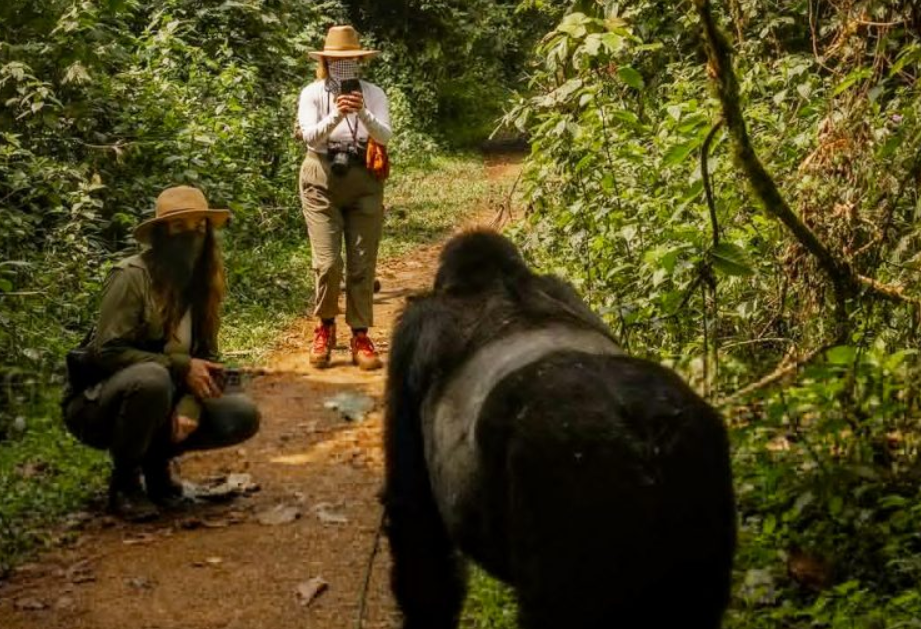 Cost of Gorilla Trekking Permits in Volcanoes National Park.