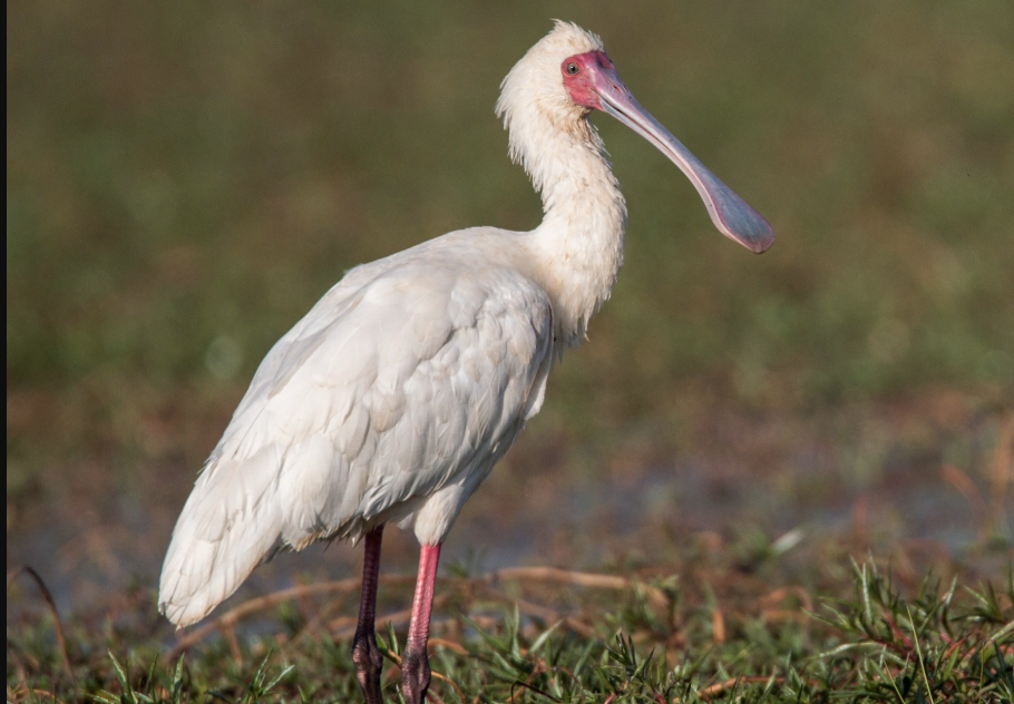 Fascinating Facts About the African Spoonbill