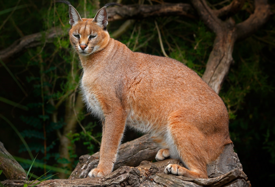Golden Cat tracking Experience in Kibale National Park