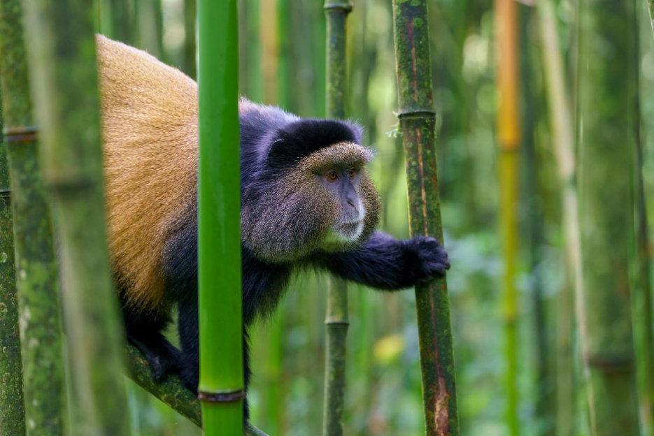 Golden Monkey Tracking Safaris in Rwanda.