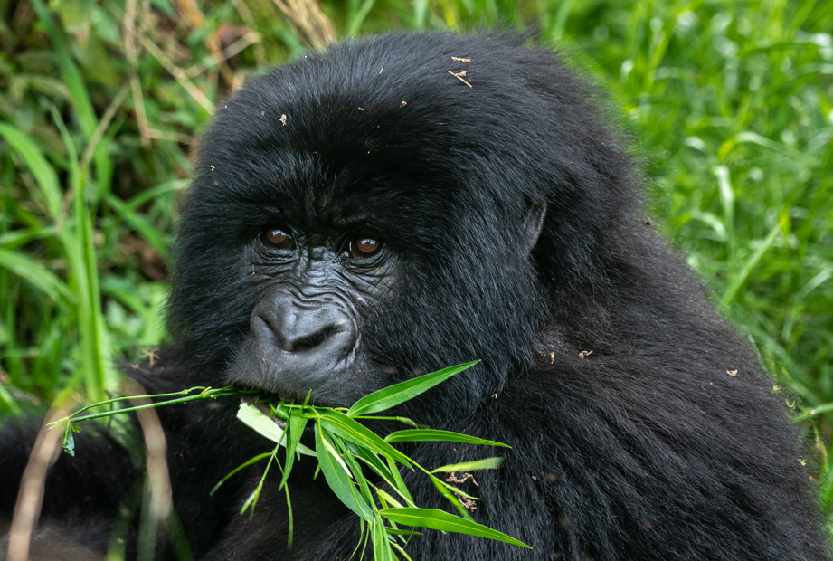 Gorilla Trekking Experience in Volcanoes National Park Rwanda.