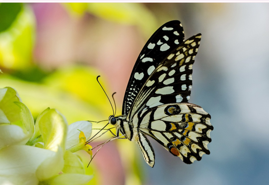 How do Butterflies Differ from Moths