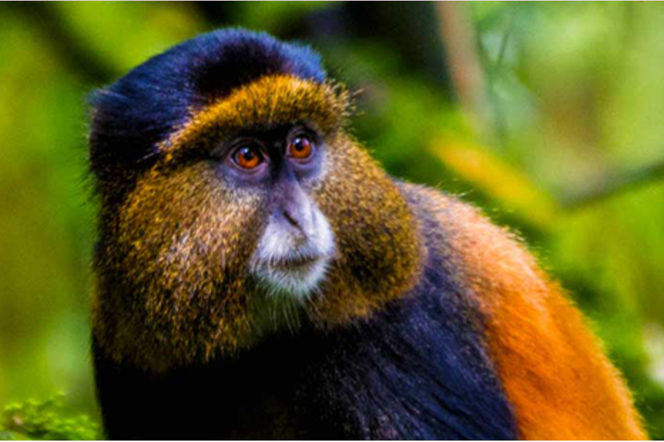 Is Golden Monkey Tracking in Volcanoes National Park Worth It.