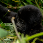 Is Gorilla Trekking in Volcanoes National Park Worth it.