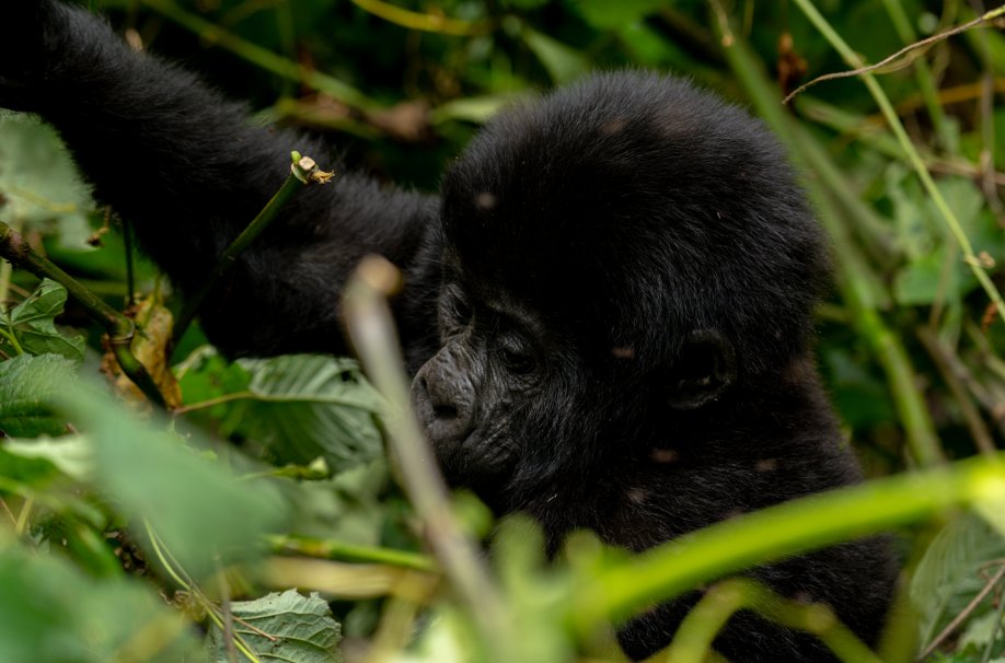 Is Gorilla Trekking in Volcanoes National Park Worth it.