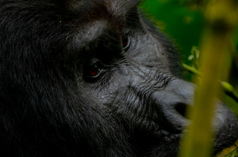 Luxury Gorilla Safaris in Rwanda.