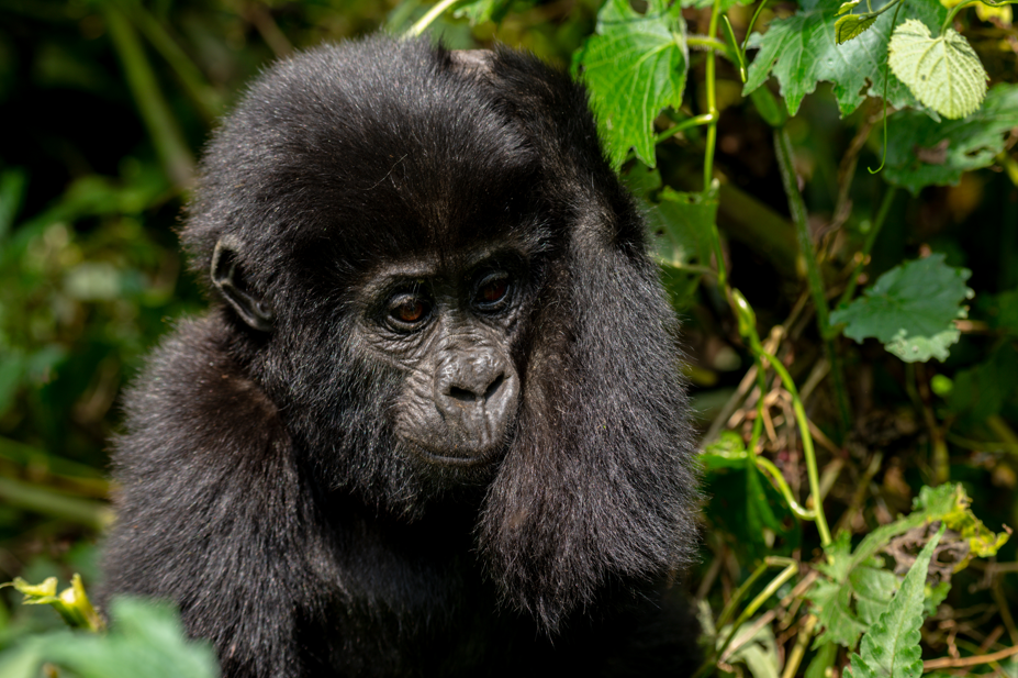 Luxury Gorilla Tours in Rwanda