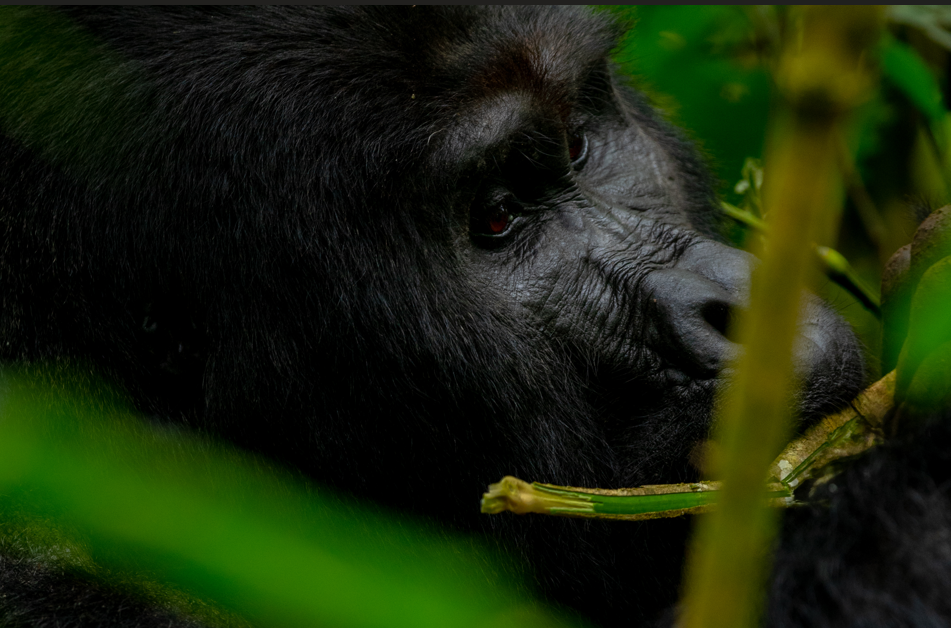 Mountain Gorilla Experience in Rwanda