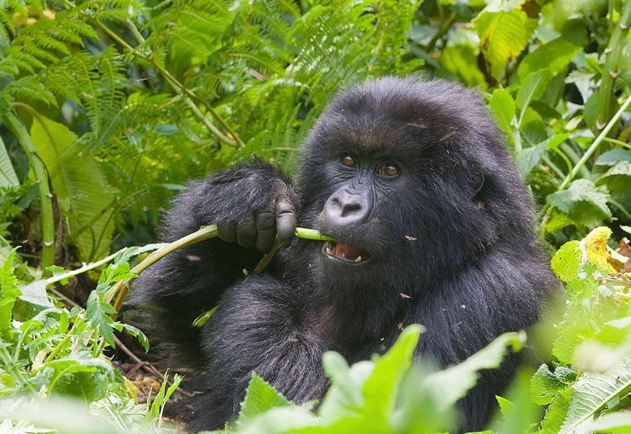 New Gorilla Families in Bwindi