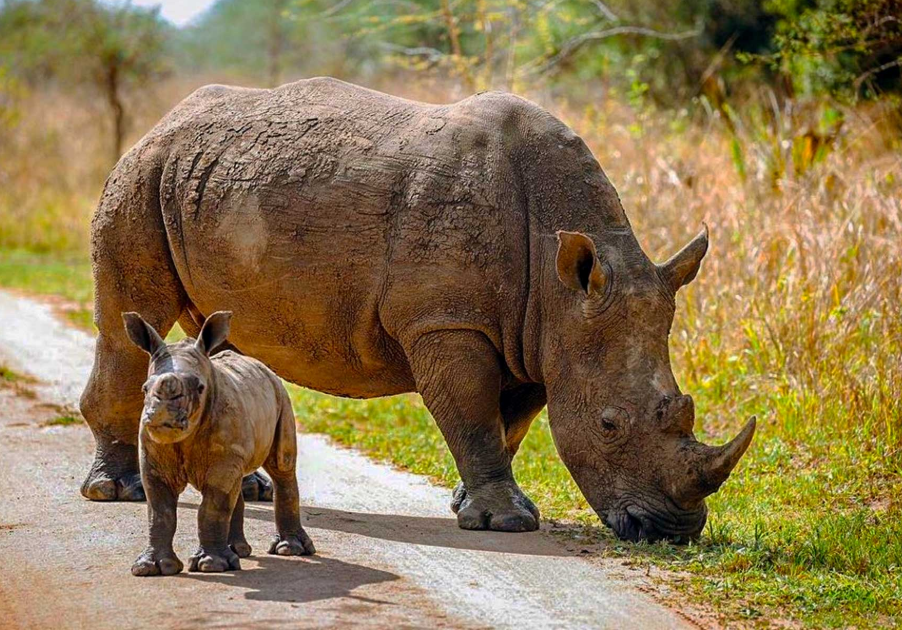 Rhino Restoration in Kidepo Valley National Park