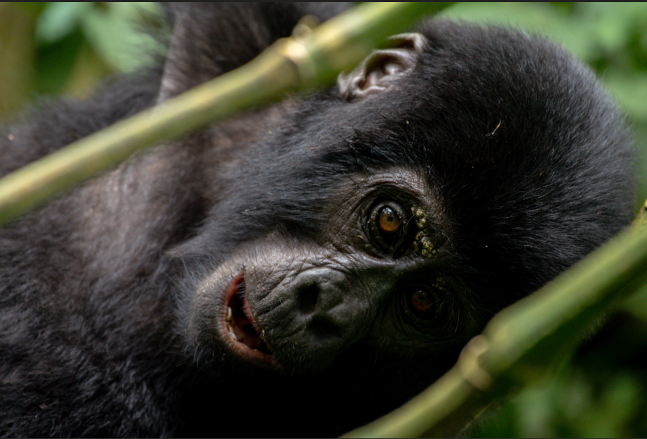 Rwanda gorilla trekking in Volcanoes National Park