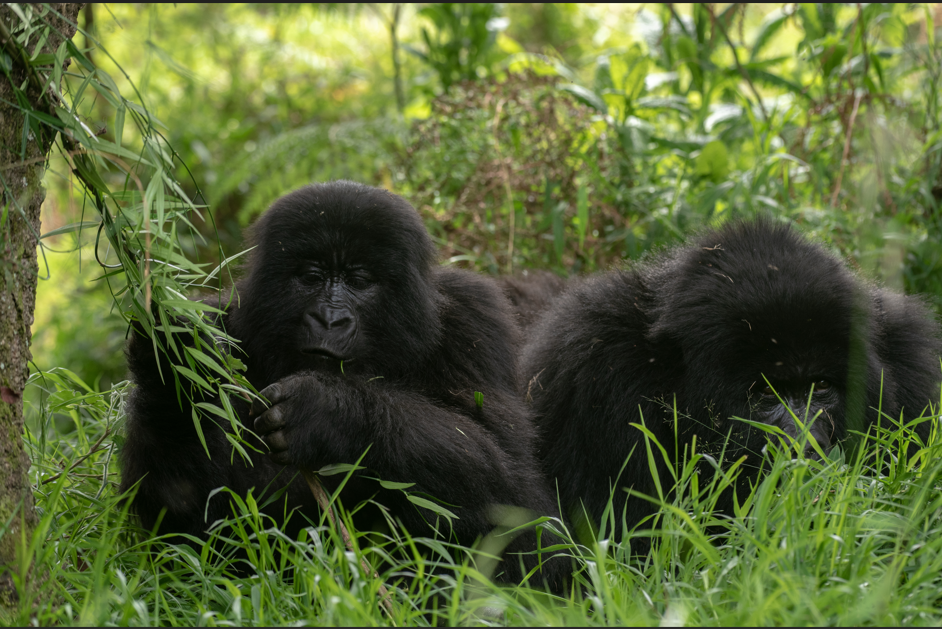 Things to do on Honeymoon Safari in Volcanoes National Park.